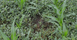Untreated control when no herbicide was applied to control Palmer amaranth in the corn field. 