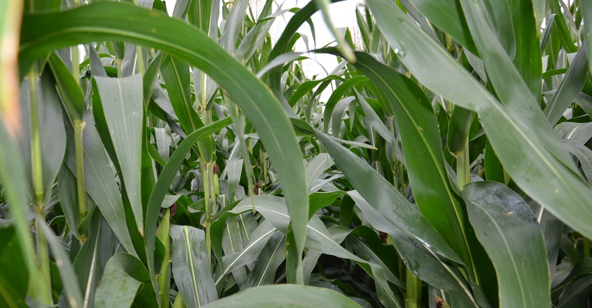 corn plants up close