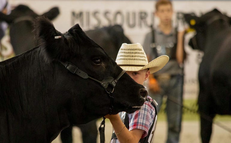 Brigham Nelson showing cattle in the show ring