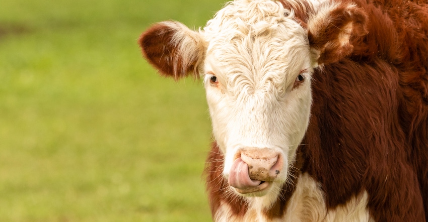 Hereford beef cow