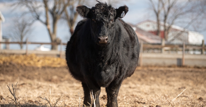 pregnant black beef cow