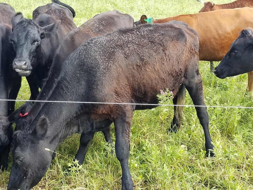 Horn flies on a cow