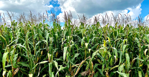 Bravo 051222 secon crop corn field in brazil.png