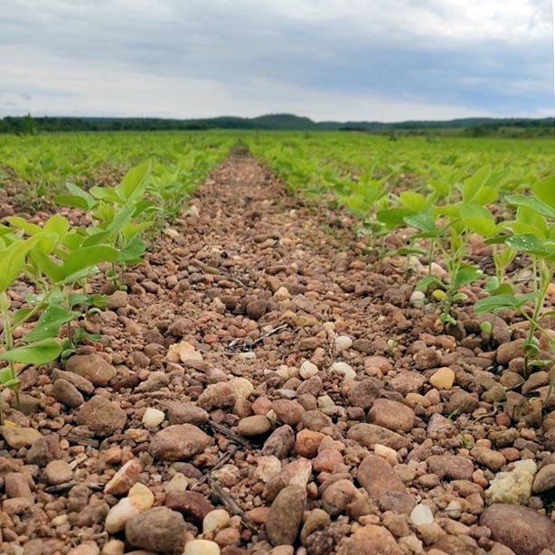 Brazil field of young soybeans in gravelly soil.