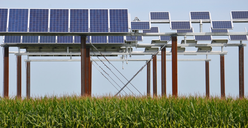 solar panels above a cornfield