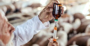Veterinarian filling up shot needle with antibiotic