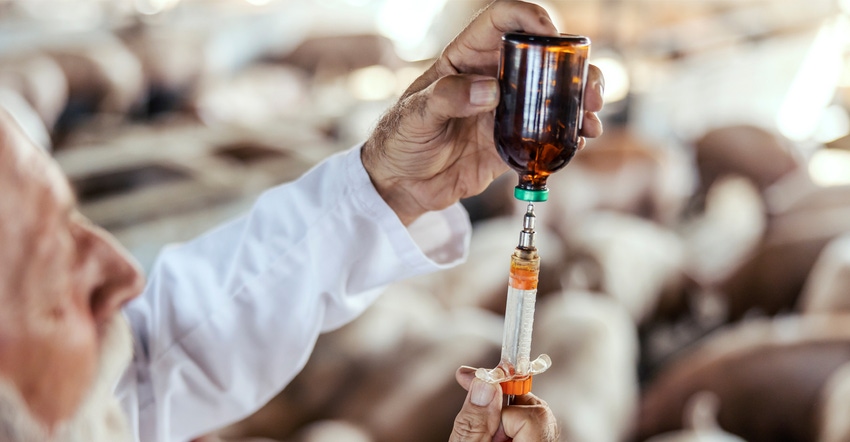 Veterinarian filling up shot needle with antibiotic Veterinarian filling up shot needle with antibiotic