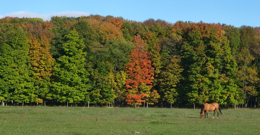 horse in pasture at fall time with trees changing color 