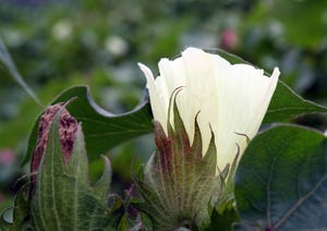 brad-haire-farm-press-cotton-white-flower-a-1.jpg