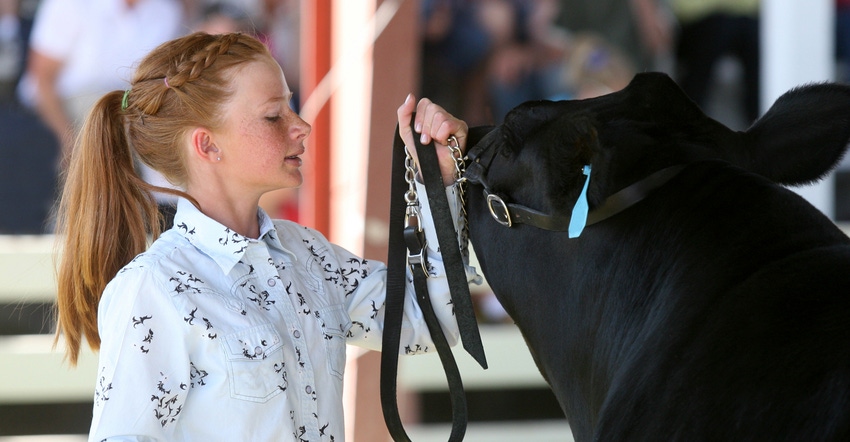 Child showing a beef steer at a 4-H show during the County Fair.