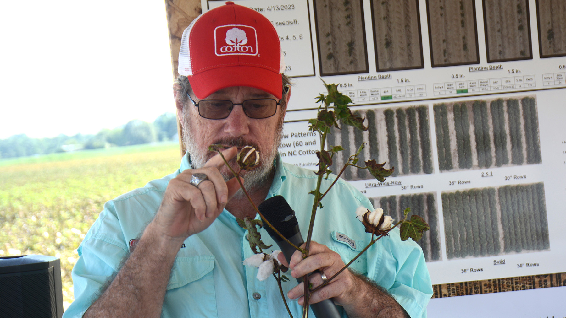 Proper timing of defoliation is important decision for cotton growers