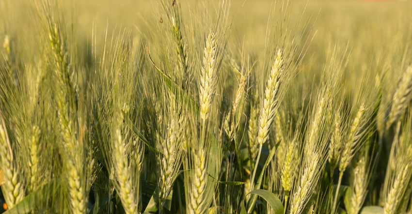 MN-Rothsay wheat variety