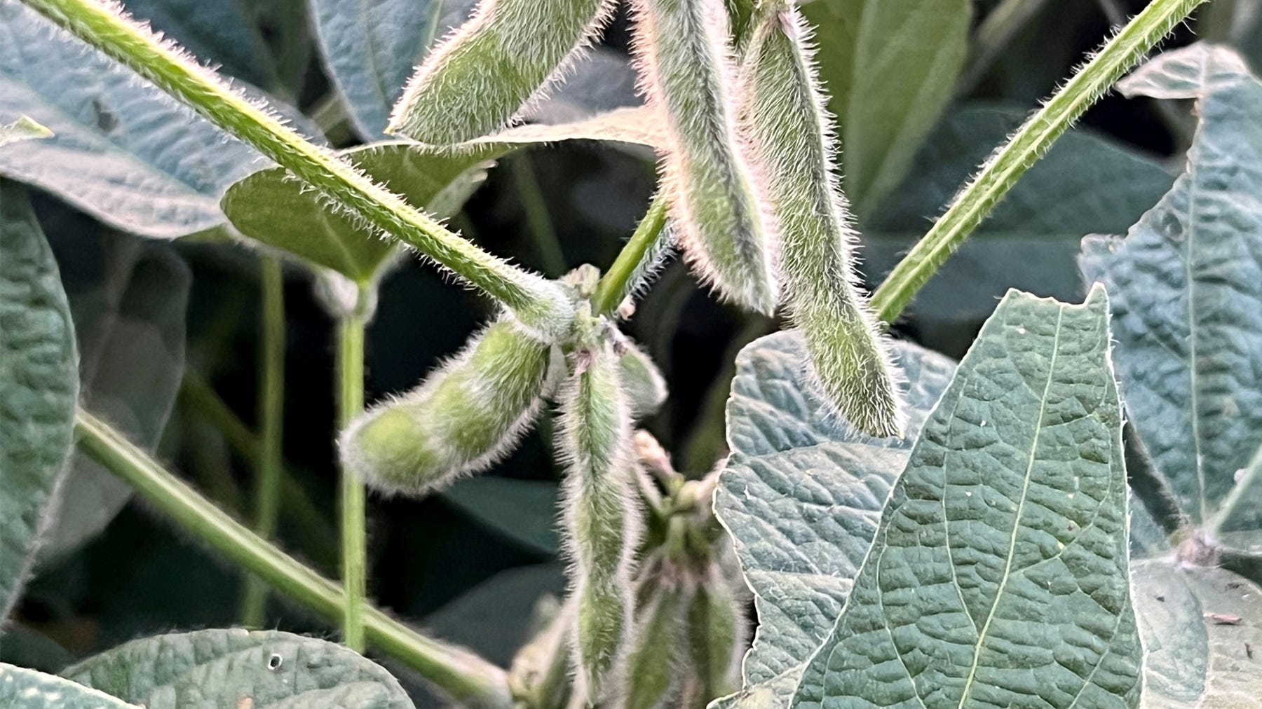 soybean pods growing on plant