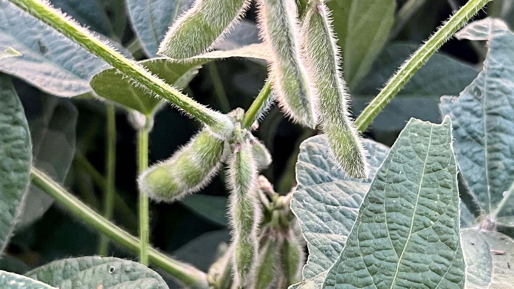 soybean pods growing on plant soybean pods growing on plant