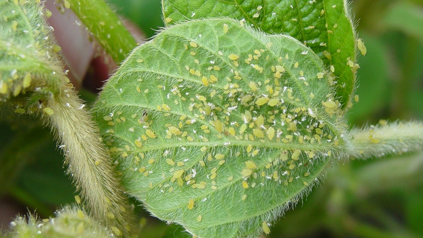 soybean plant leaf covered with aphids