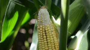Closeup of corn ear with missing kernels due to tip dieback
