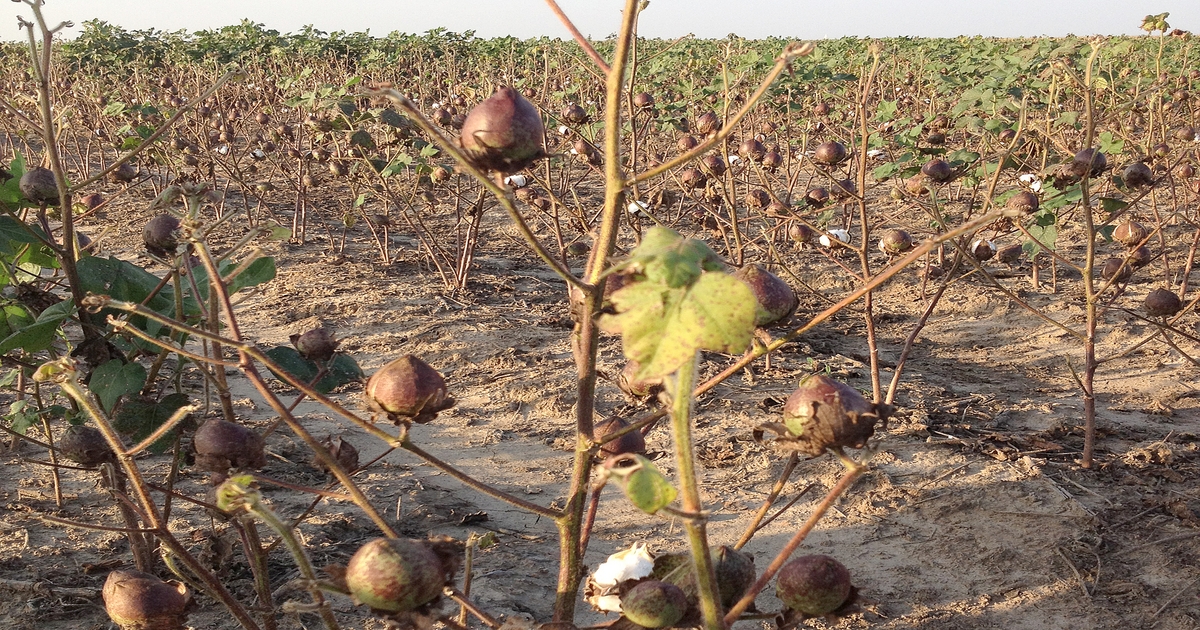 Alternaria leaf blight in potash-deficient cotton fields