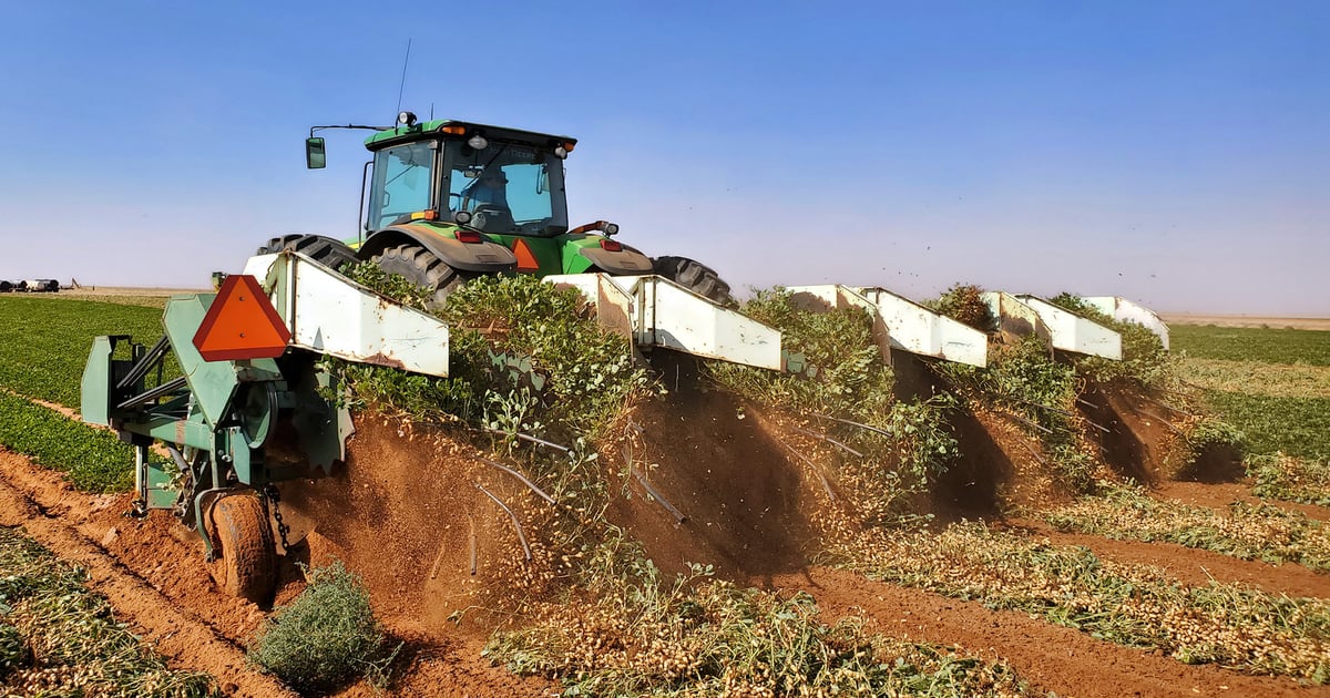 Texas peanut acres drop to 145,000 acres amid drought, market pressure