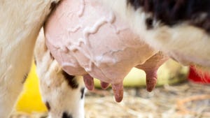 cow udder up-close