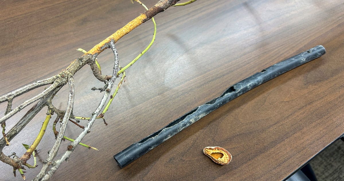 How to control rodents in orchard systems