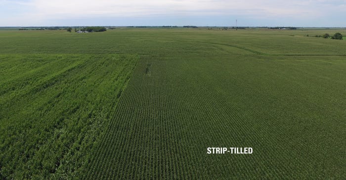 drone photo of a strip-tilled corn field taken a couple days after a heavy storm shows corn still standing