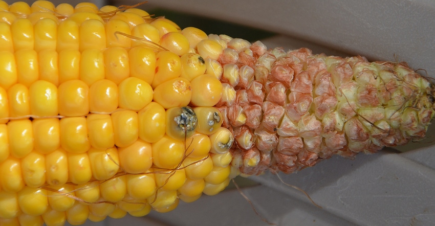 corn with aborted kernels