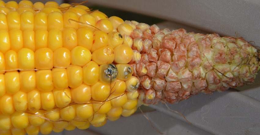 corn with aborted kernels corn with aborted kernels
