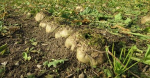 field of sugarbeets