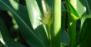 Closeup of tassels on corn