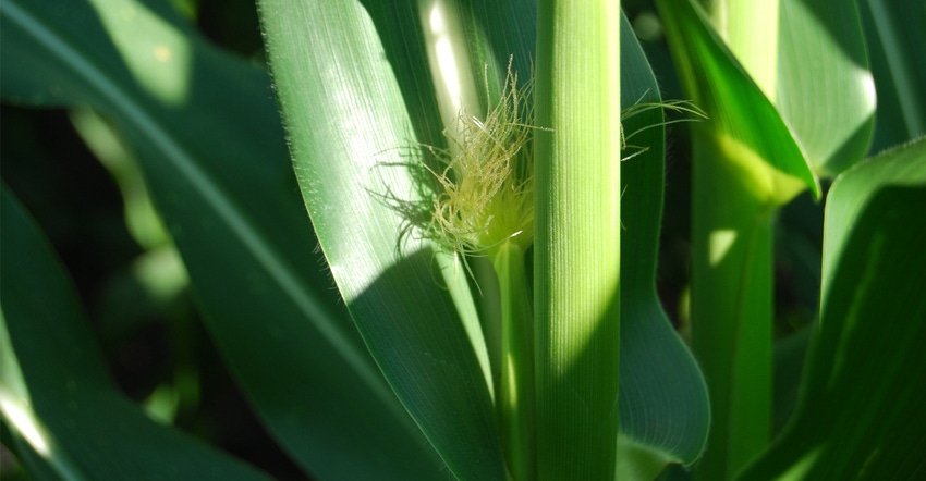 Closeup of tassels on corn