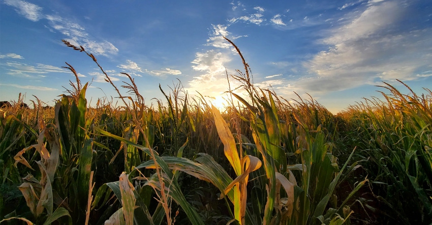 swfp-shelley-huguley-corn-20.jpg swfp-shelley-huguley-corn-20.jpg