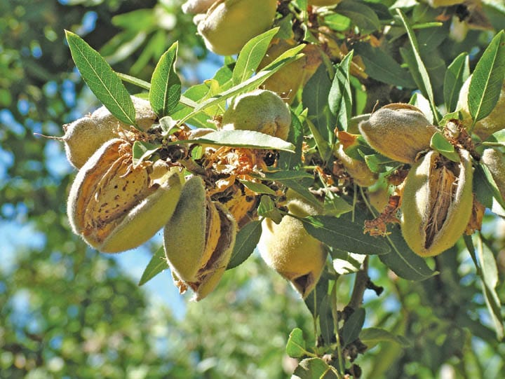Almonds Tree Rdi Almond Tree Life Cycle