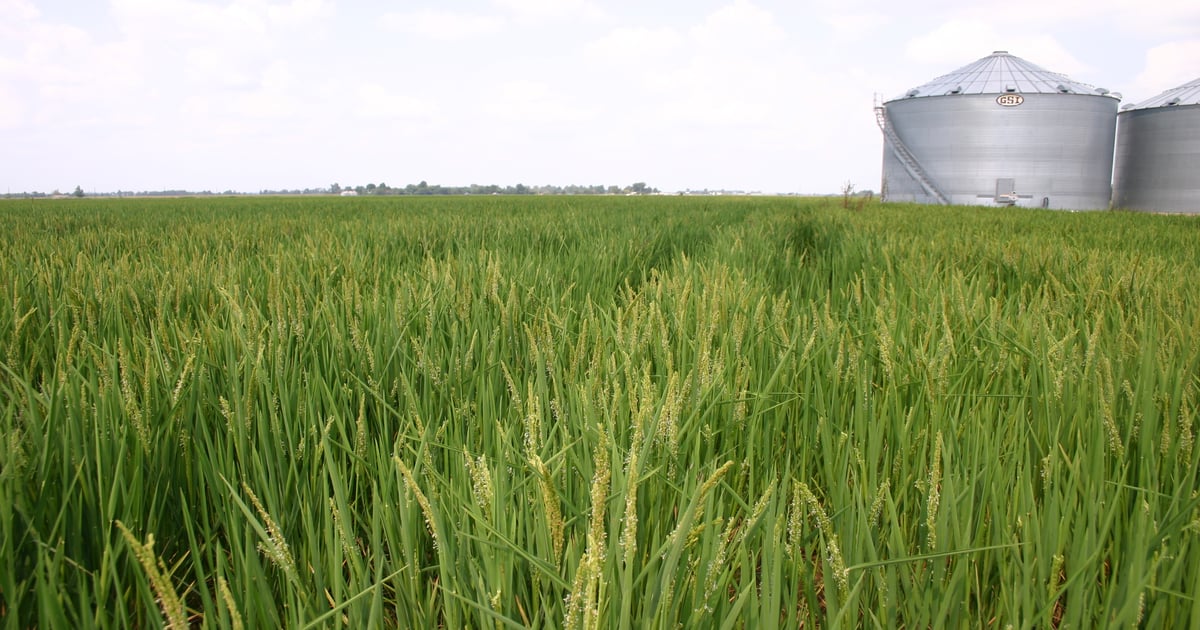 Commentary: Rough rice exports key to future for U.S. rice farmers?