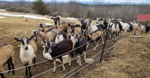 Several dozen goats on pasture at Moxie Ridge Farm & Creamery 