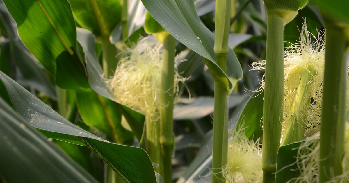 Pollinating Corn Corn pollination: Key facts farmers need to know for crop success