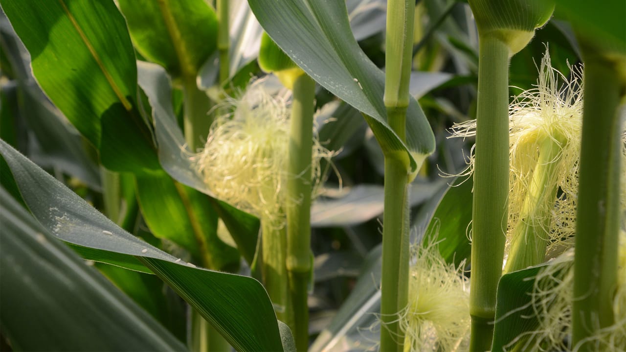 Corn Pollination Timing Corn pollination: Key facts farmers need to know for crop success