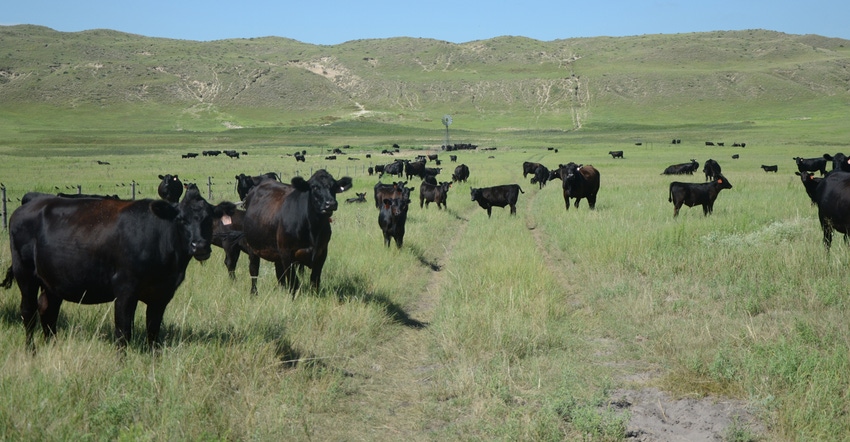 cattle grazing in native grasslands