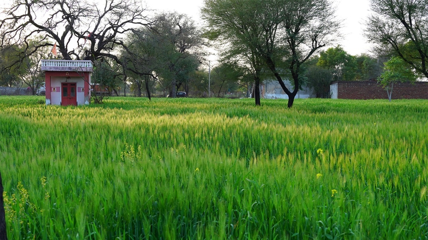 Grain cross of wheat and rye, Triticale with green ears Grain cross of wheat and rye, Triticale with green ears