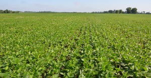 soybeans no-tilled into soybean 