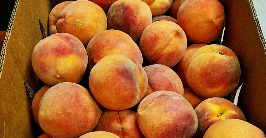 adam-russell-agrilife-peaches.jpg adam-russell-agrilife-peaches.jpg