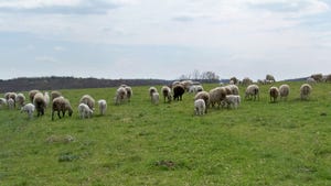 Lambs grazing in pasture