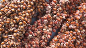 Close-up of red sorghum