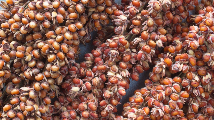 Close-up of red sorghum Close-up of red sorghum