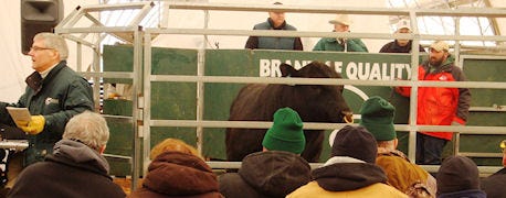 mi_cattlemens_association_hosts_25th_anniversary_bull_evaluation_sale_1_635005006090410515.jpg