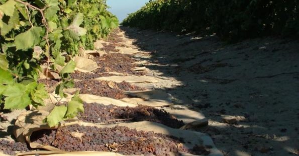 How Fresno County raisin growers treat for grape vine canker diseases