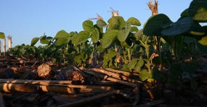 4.17 soybeans-in-stubble_4.jpg