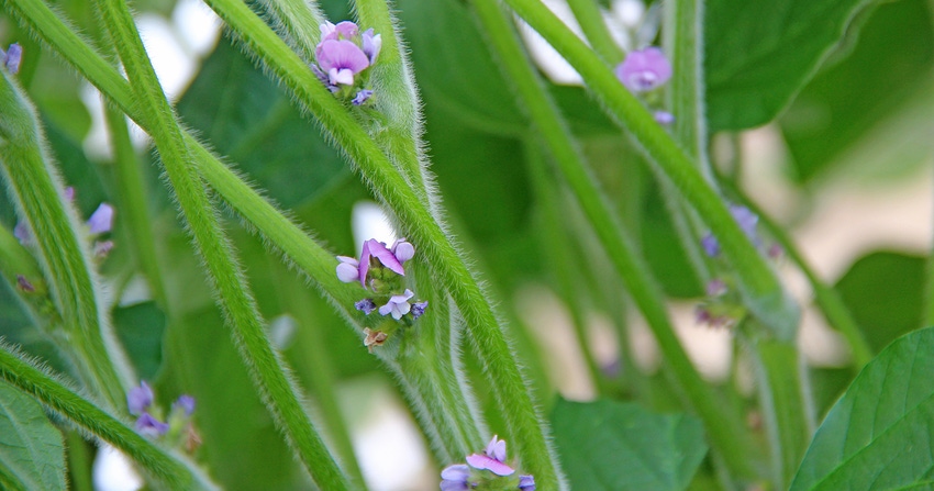 soybean-plants-staff-dfp-4922copy.jpg soybean-plants-staff-dfp-4922copy.jpg