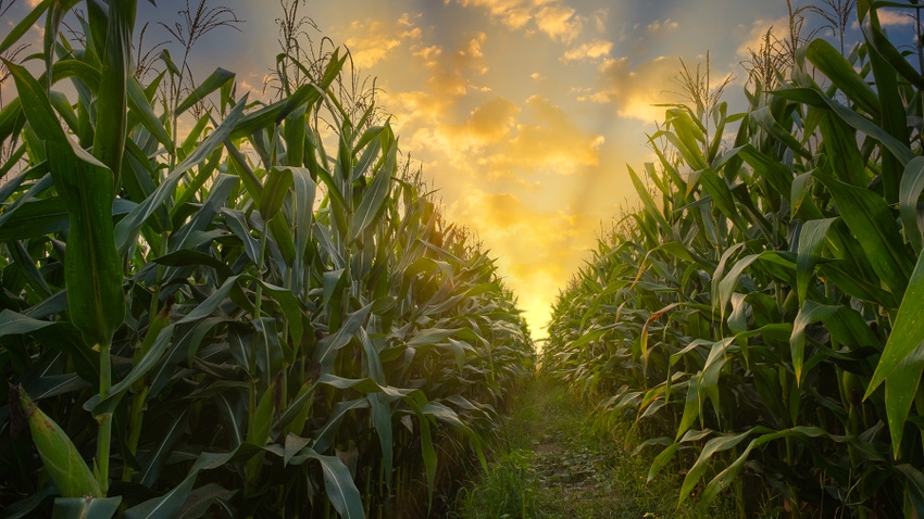 Corn field at sunset