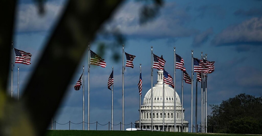 U.S. capitol pictured through tree branch with flags in foreground