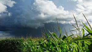 Storm cloud over corn field